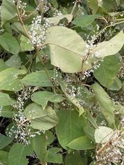 Reynoutria japonica