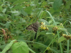 Urbanus proteus proteus