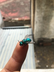 Euglossa