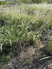 Digitaria californica