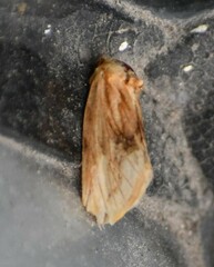 Angulostiria chryseochilus