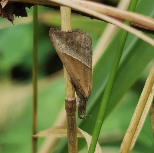 Brown Triangle Snout