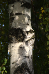 Betula