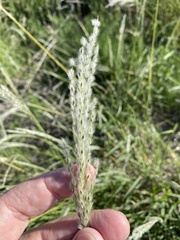 Digitaria californica