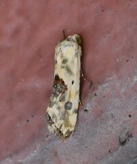 Ponometia libedis