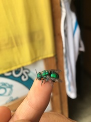 Euglossa