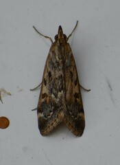 Loxostege allectalis