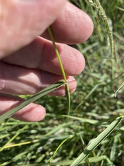 Digitaria californica