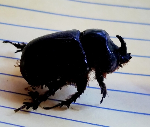 Eastern Rhinoceros Beetle photo 4