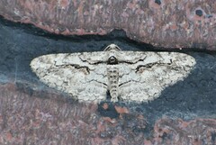 Iridopsis obliquaria