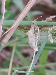 Pentatomidae