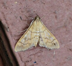 Mimorista trimaculalis