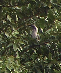 Ocyceros birostris