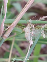 Pentatomidae