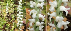 Spiranthes cernua