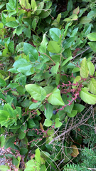 Gaultheria shallon