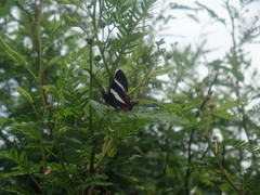 Rhetus arcius