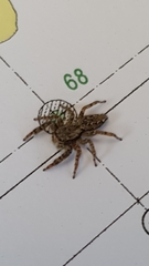 Marpissa muscosa