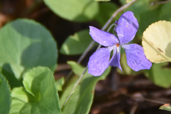 Viola sororia