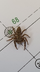 Marpissa muscosa