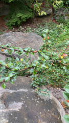 Cotoneaster