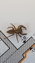 Marpissa muscosa
