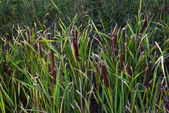 Typha