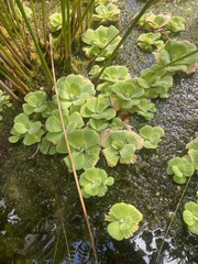 Pistia