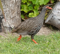 Pternistis afer castaneiventer