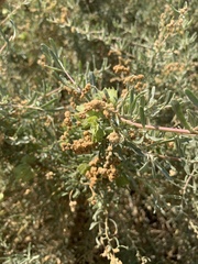 Atriplex canescens