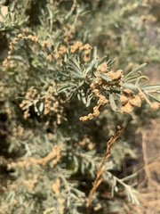 Atriplex canescens