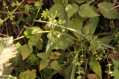 Hieracium laevigatum
