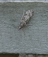 Eudonia angustea