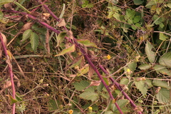 Hieracium laevigatum