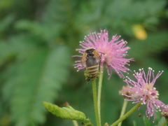 Brachygastra mellifica