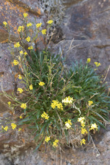 Draba standleyi