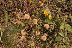 Hieracium laevigatum