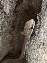 Psammophis subtaeniatus