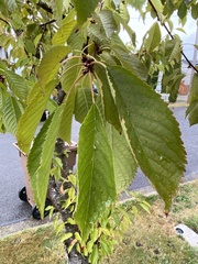 Prunus padus