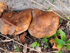 Paxillus involutus