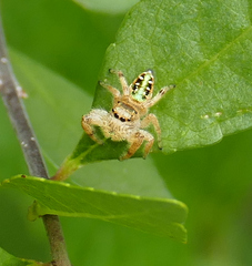 Paraphidippus aurantius
