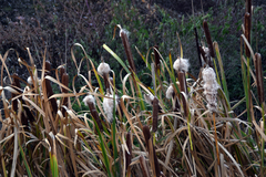 Typha