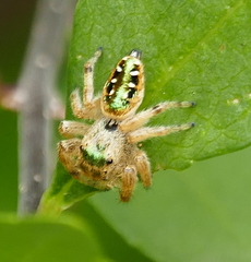 Paraphidippus aurantius