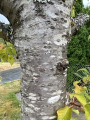 Prunus padus