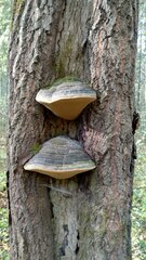 Phellinus populicola