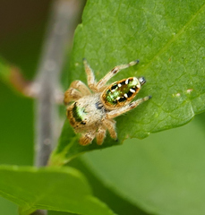 Paraphidippus aurantius