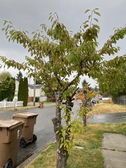Prunus padus