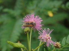 Brachygastra mellifica
