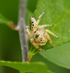 Paraphidippus aurantius