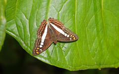 Adelpha alala